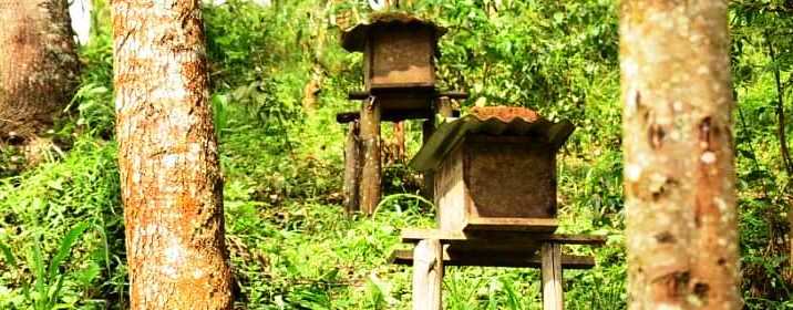 apiculture