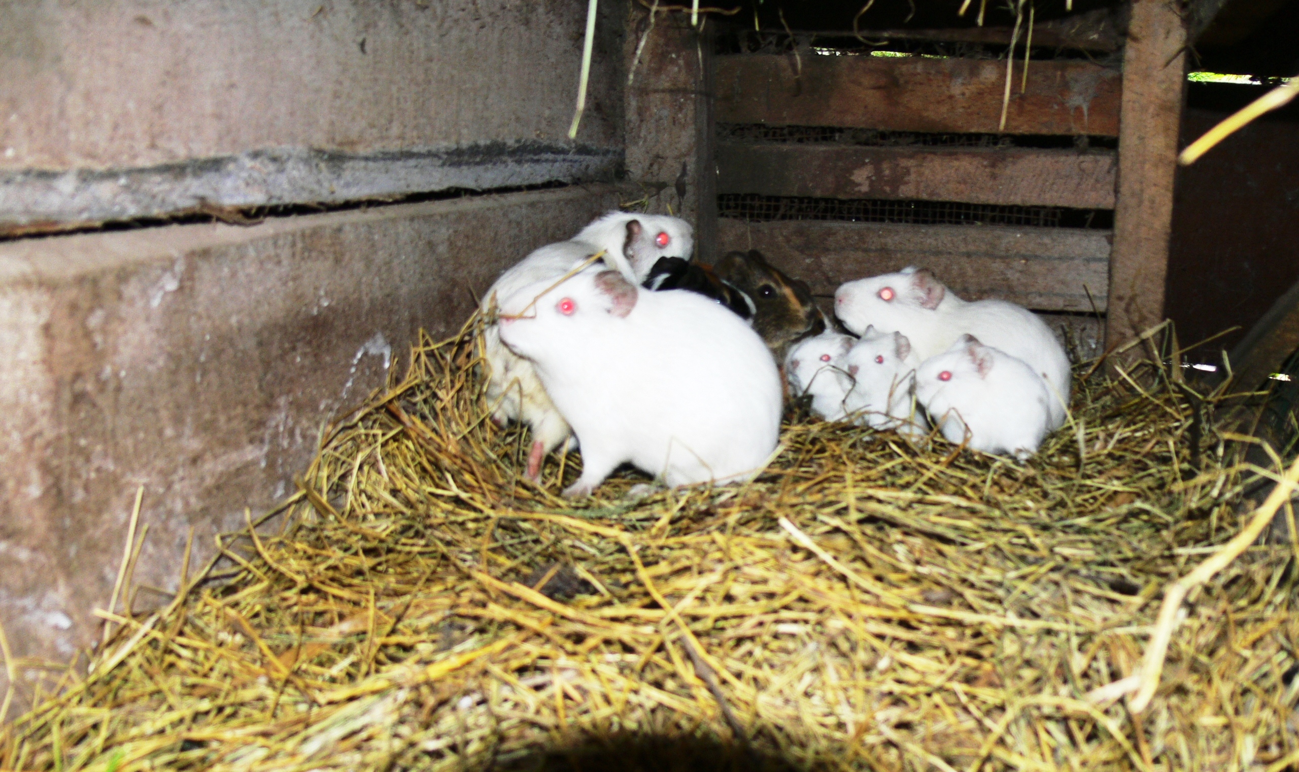 jardin d'un étudiant