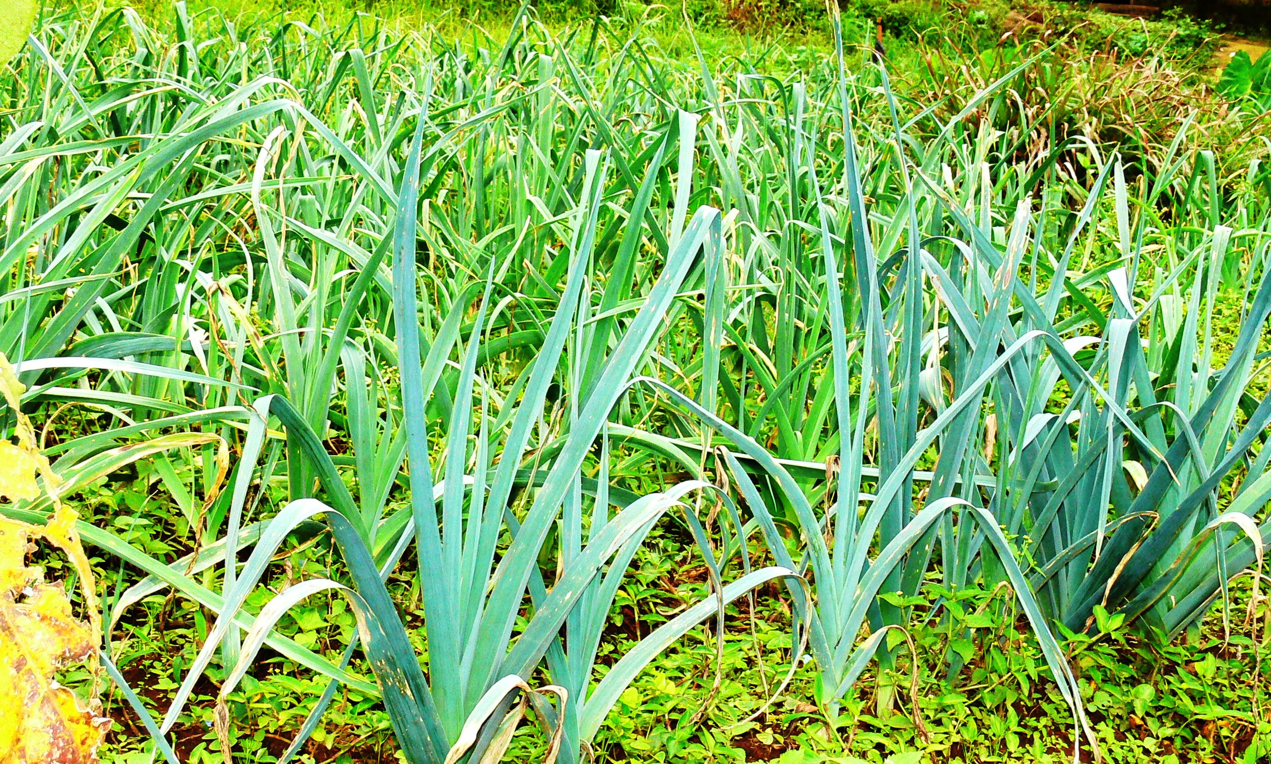 jardin d'un étudiant