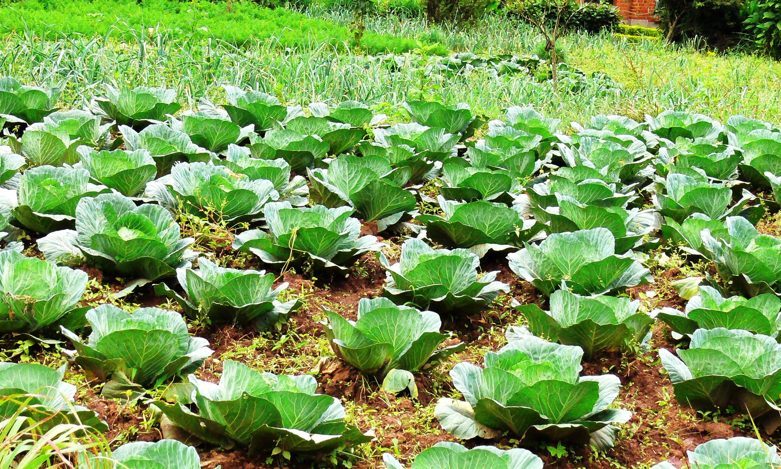 jardin d'un étudiant