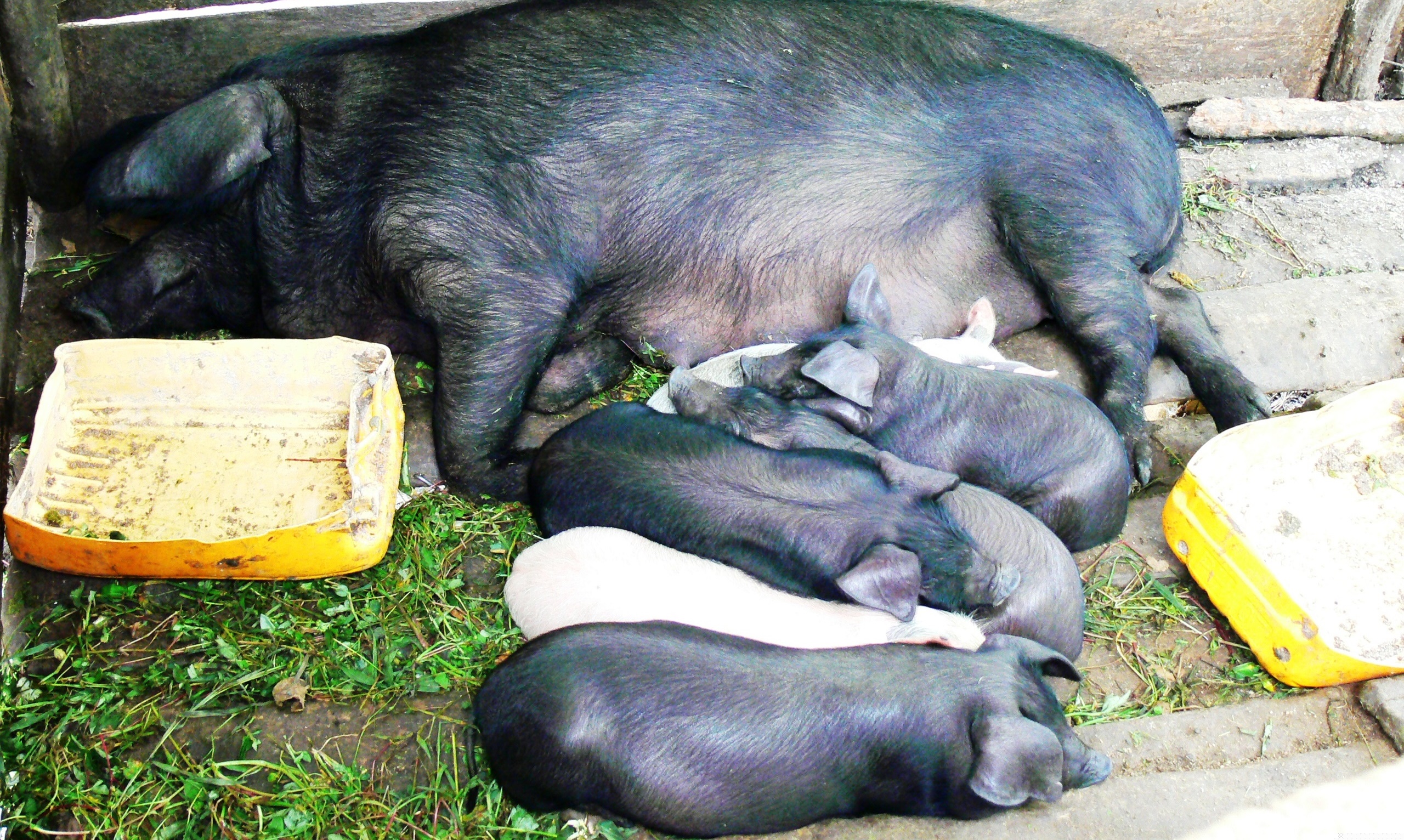 jardin d'un étudiant